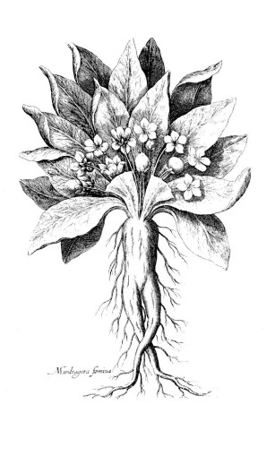 mandragora