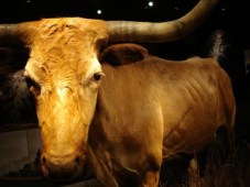 bueyacorneador.jpg
